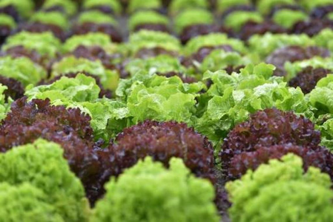 Mogelijk ligt sla aan de basis van salmonellabesmetting in scholen