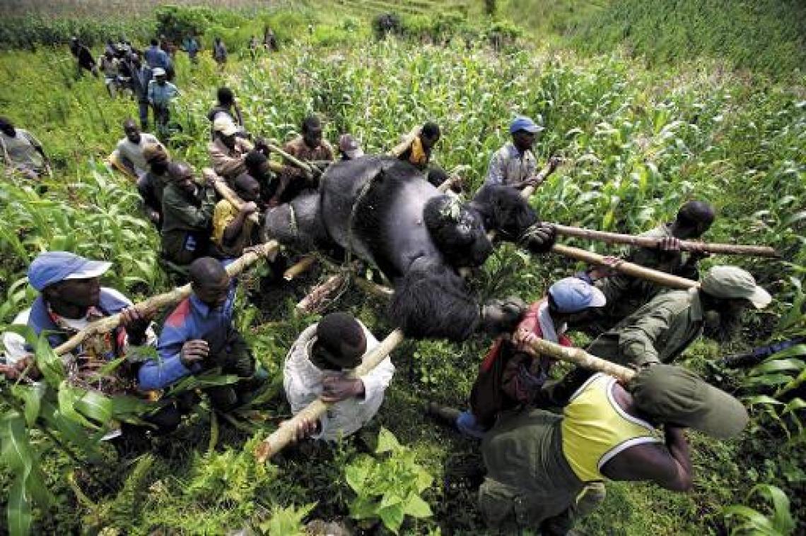 Virungapark in Congo blijft zeker tot eind dit jaar gesloten