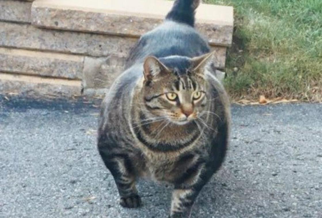 Deze 'gespierde' kat verovert Twitter