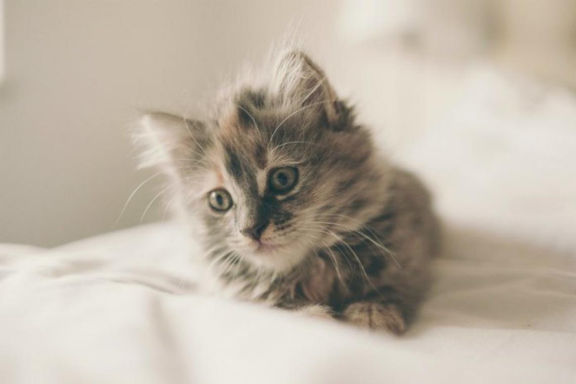 Sterilisatie kittens moet overpopulatie aan banden leggen