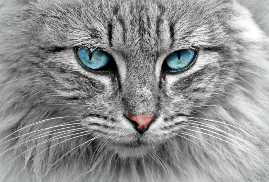 Oudste kat ter wereld viert dertigste verjaardag