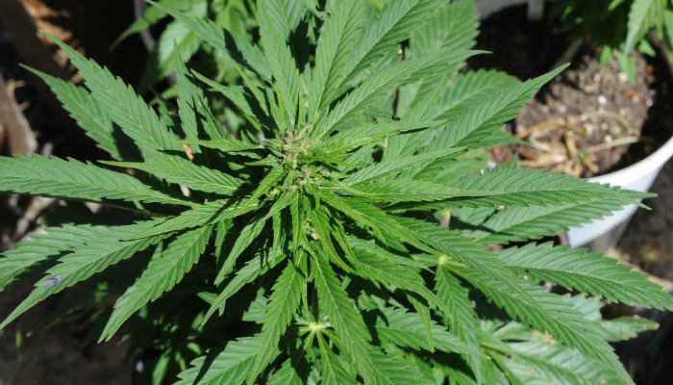Het eerste reclamefilmpje voor marihuana