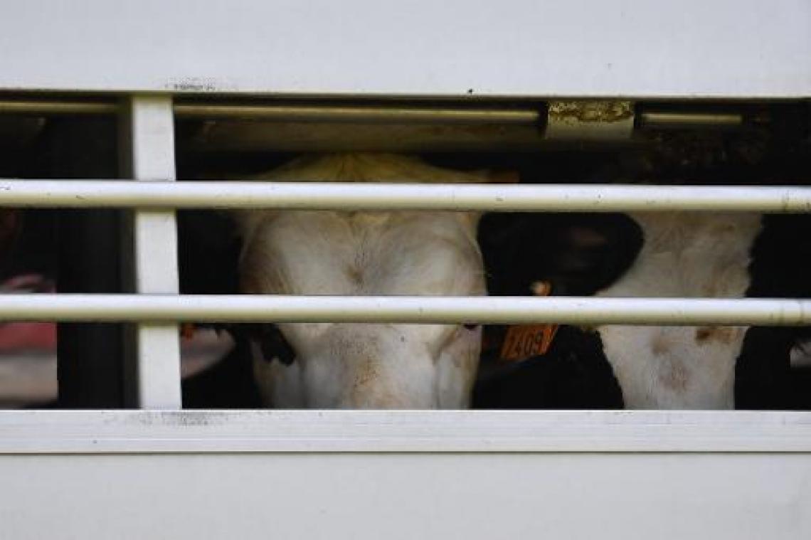 Slachthuizen schieten tekort