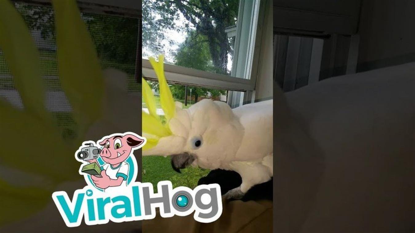 VIDEO. Deze kaketoe blaft zoals een hond