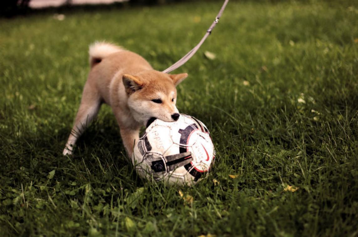 Dit moet je doen als je hond aan het stikken is