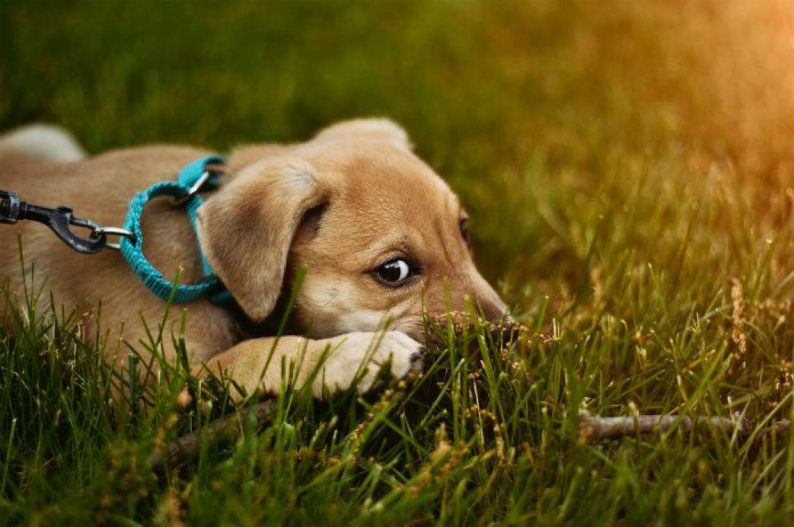 Knuffelen met je hond is gezond