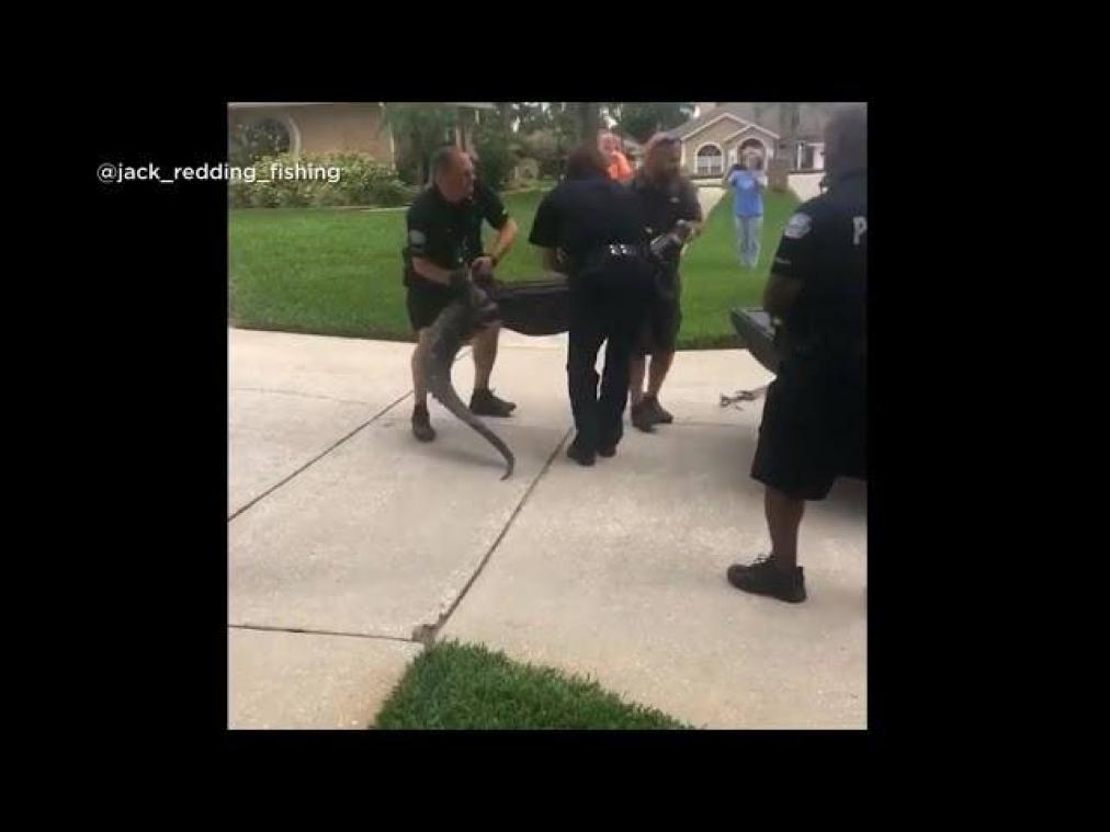 VIDEO. Vastgebonden alligator slaat begeleider bewusteloos