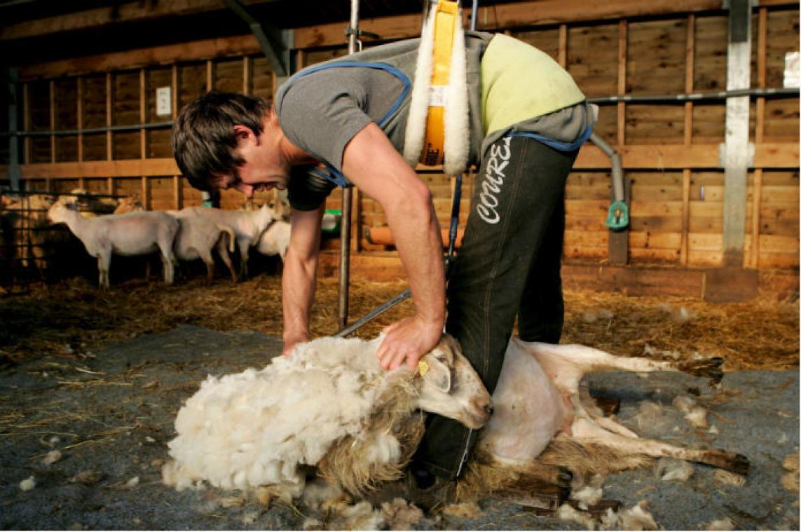 Schapen scheren voor de sport is nu ook populair in Frankrijk