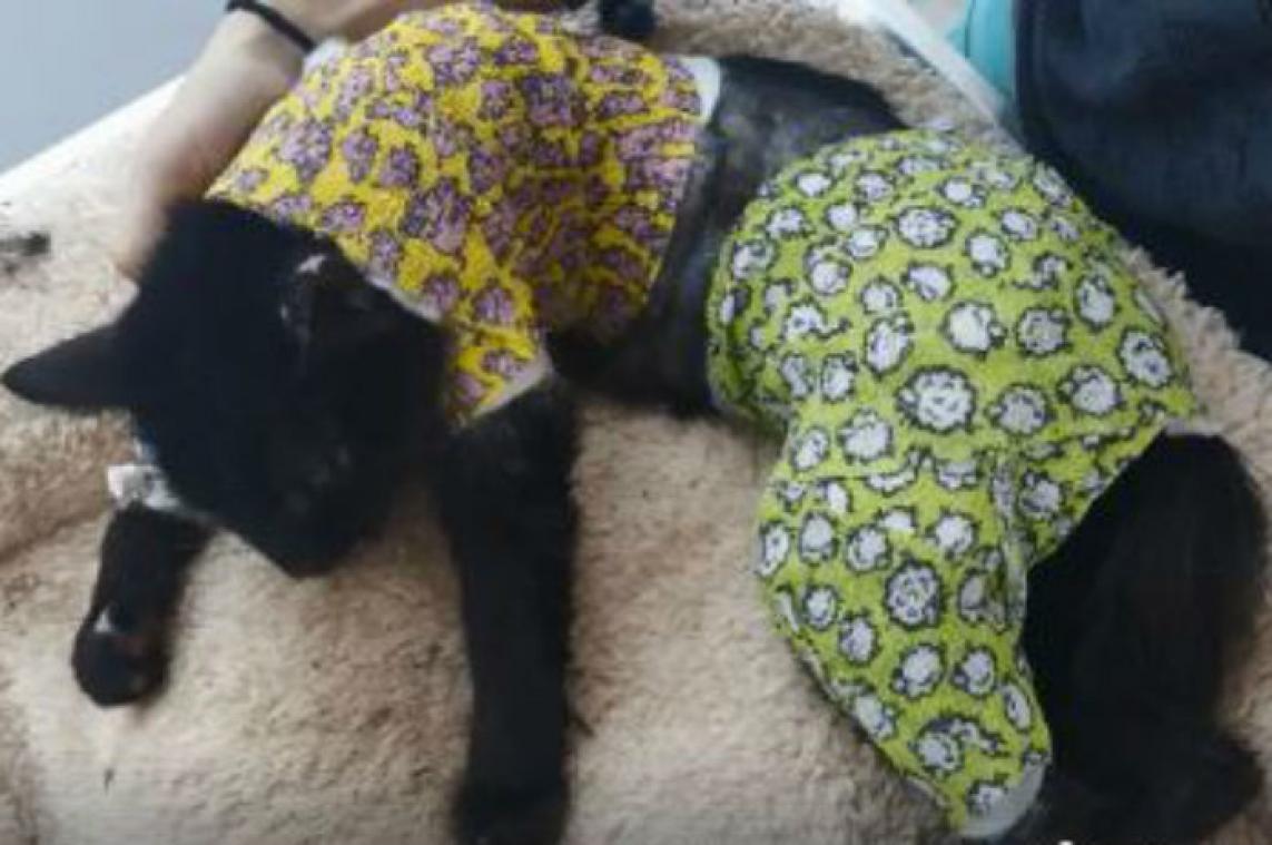 Al 11.000 euro opgehaald voor mishandelde kat Sprotje