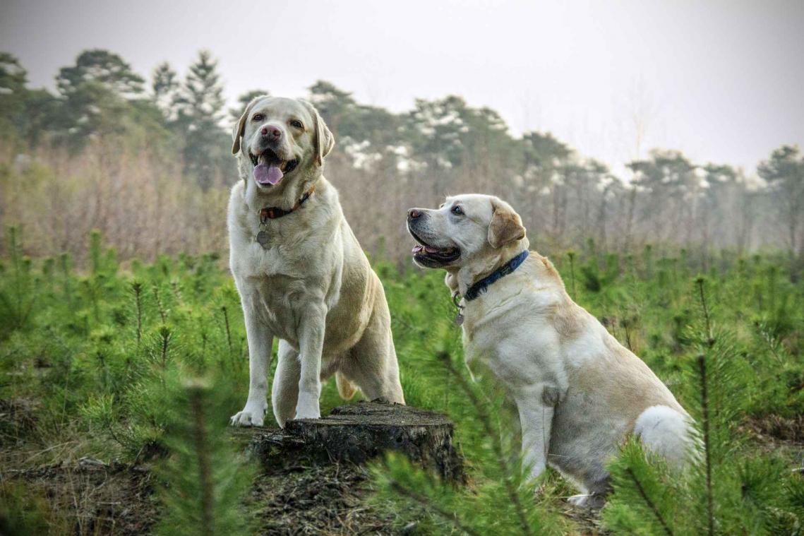 Honden weten wanneer je ongelukkig bent