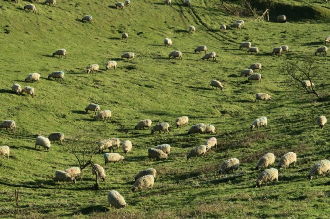 Kuddegedrag kost 500 schapen het leven