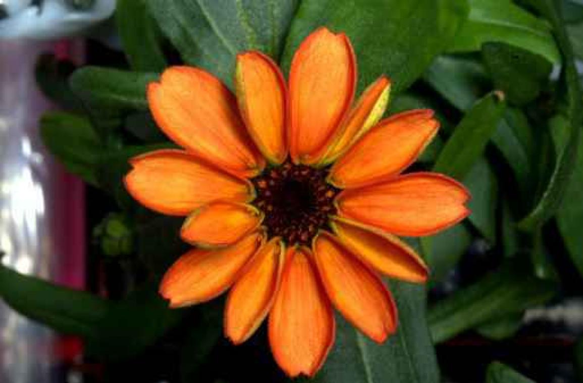 Allereerste bloem in de ruimte