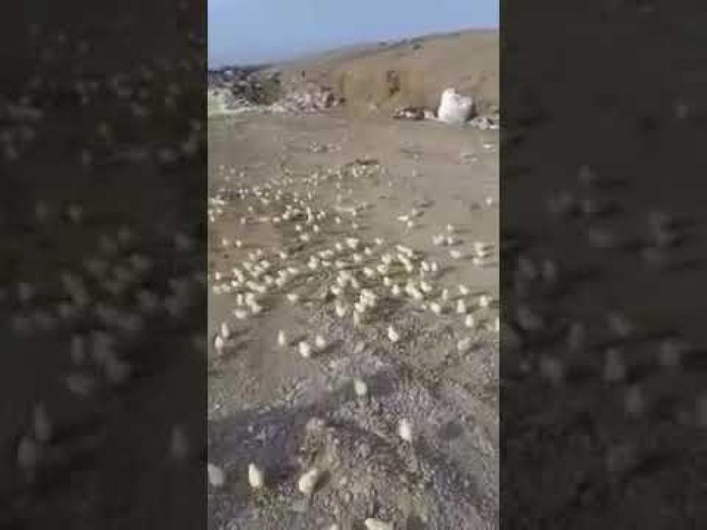 VIDEO. Honderden kuikens breken uit op vuilnisbelt