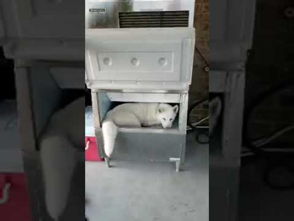 VIDEO. Hond zoekt verkoeling in ijsmachine