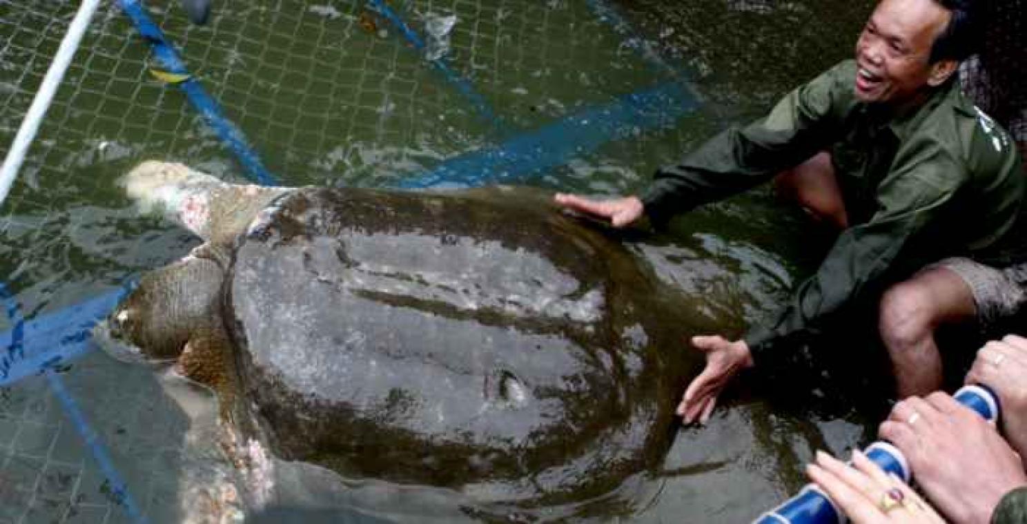 Vietnam in rouw voor zeldzame weekschildpad