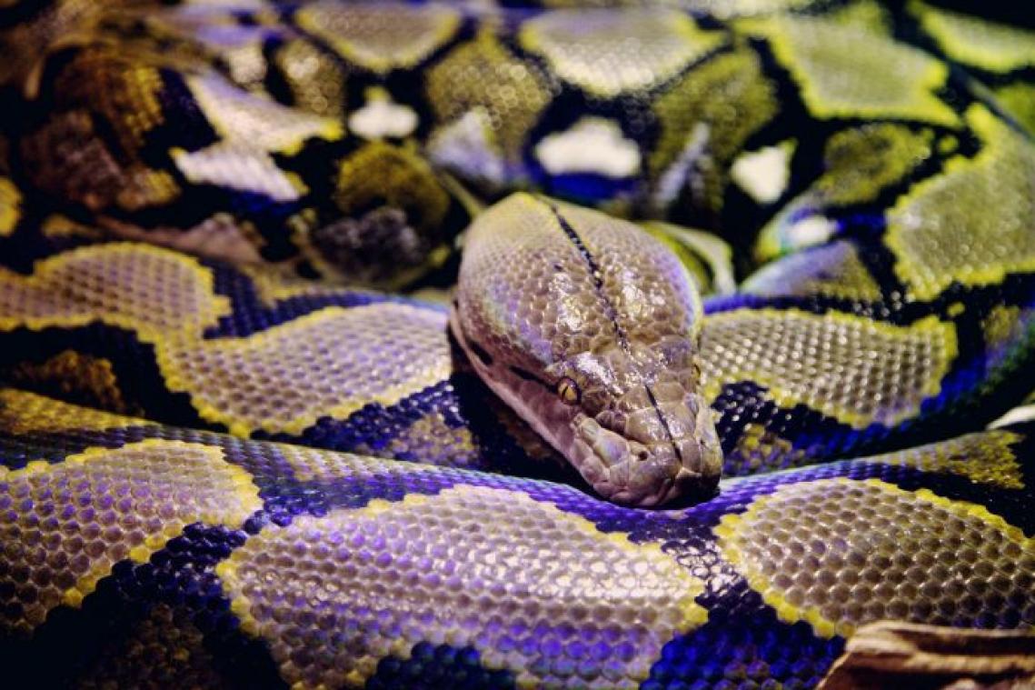 Python eet vrouw op