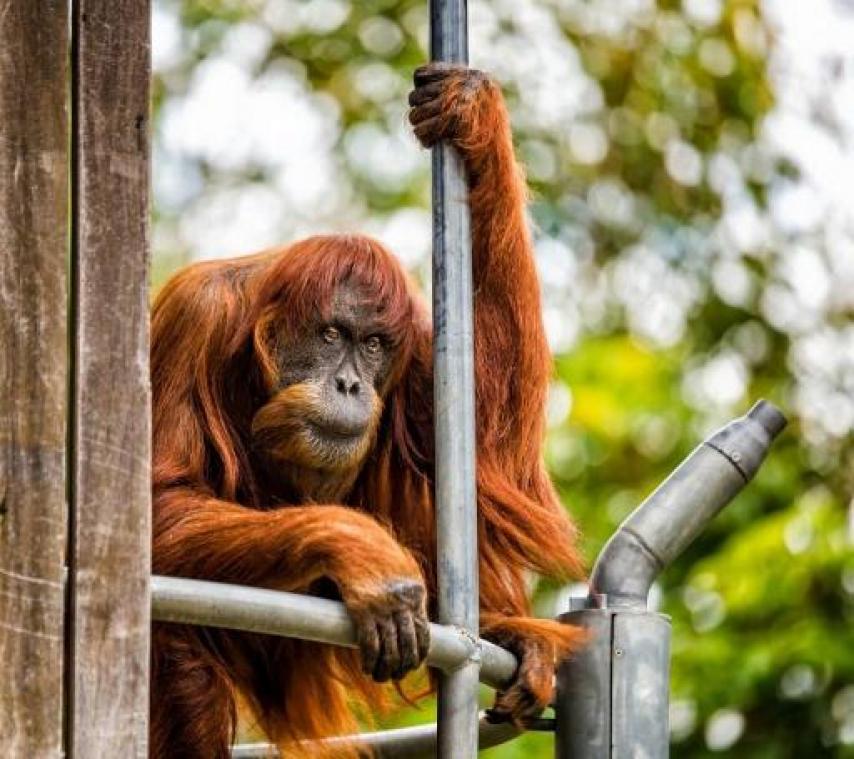 Puan, oudste orang-oetan, overleden in Australische zoo