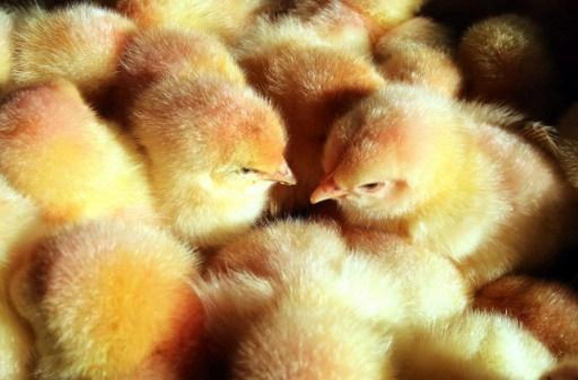 Animal Rights maakt undercoverbeelden van wantoestanden in kippenbedrijven