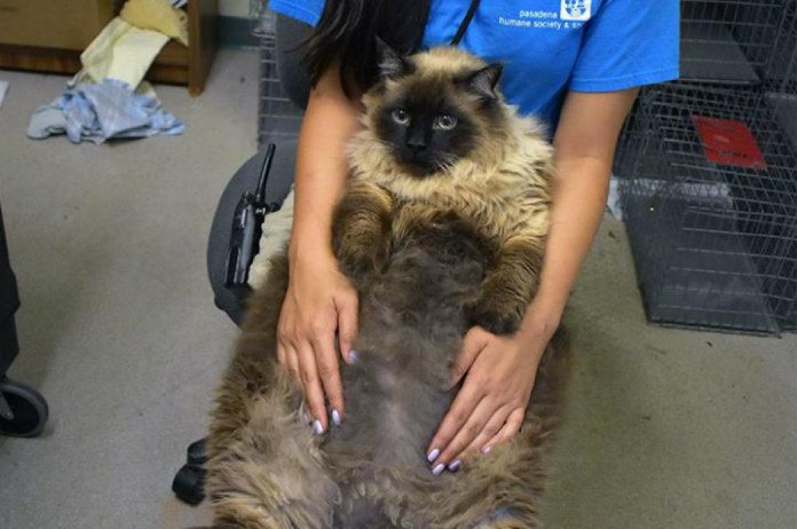 VIDEO. Dikke poes steelt heel wat harten