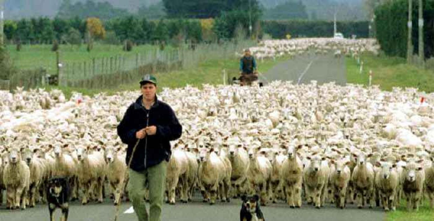 Schapen steken de Nieuw-Zeelandse politie een handje toe