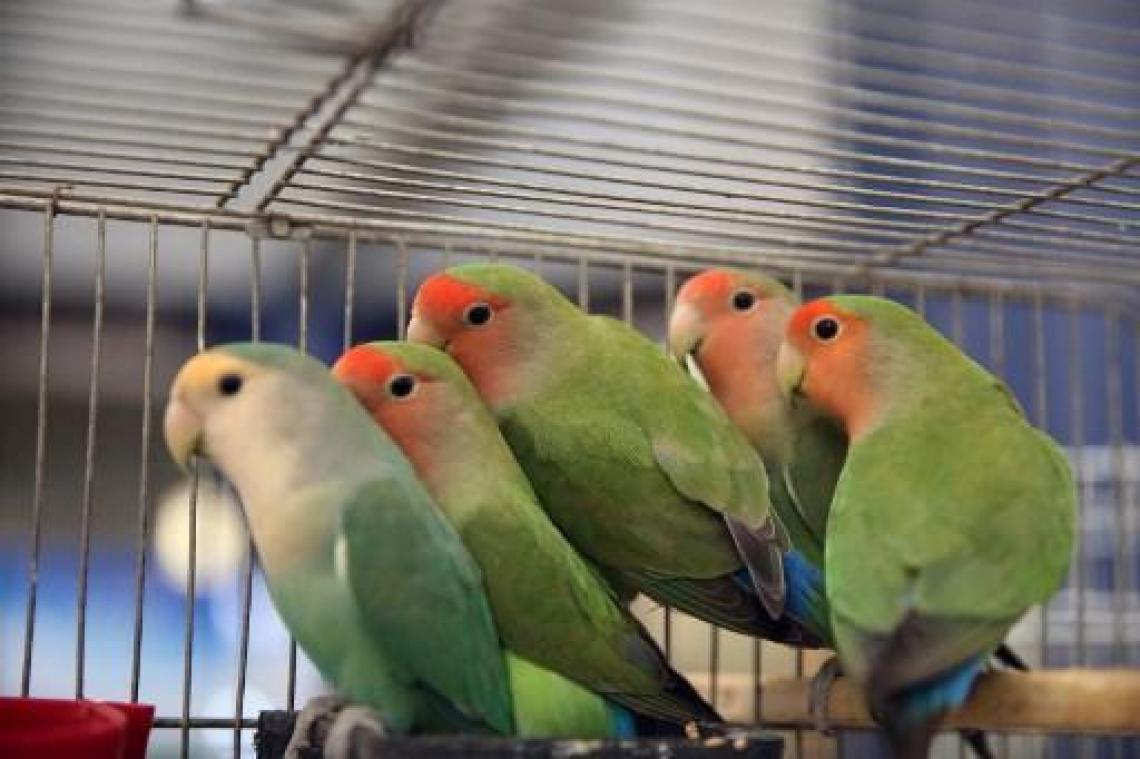 Ruim 30.000 gesmokkelde wilde dieren onderschept