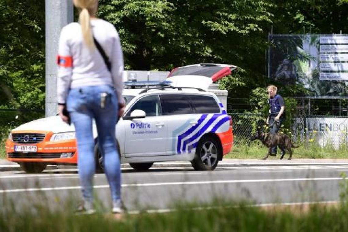 Ontsnapte leeuw Planckendael doodgeschoten