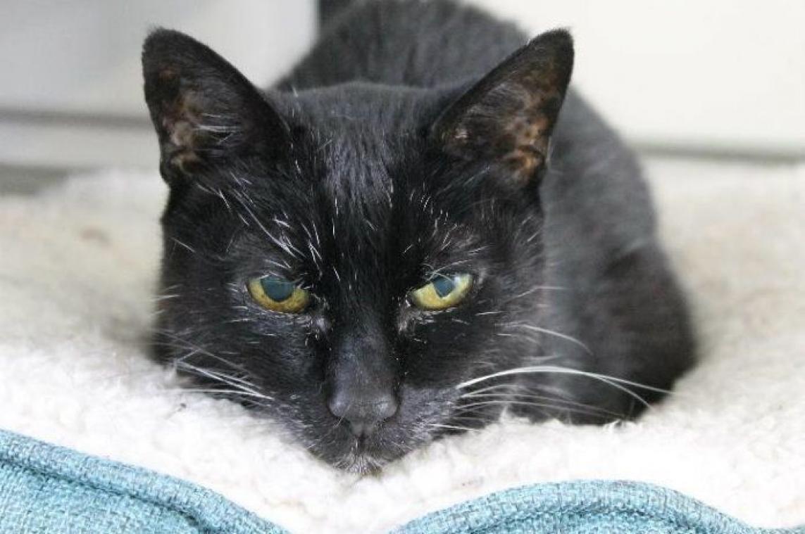 Oude kat gaat met pensioen