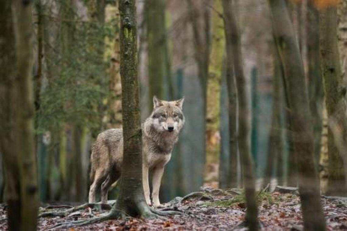 Meer dan 1.000 wolven in Duitsland tegen jaareinde