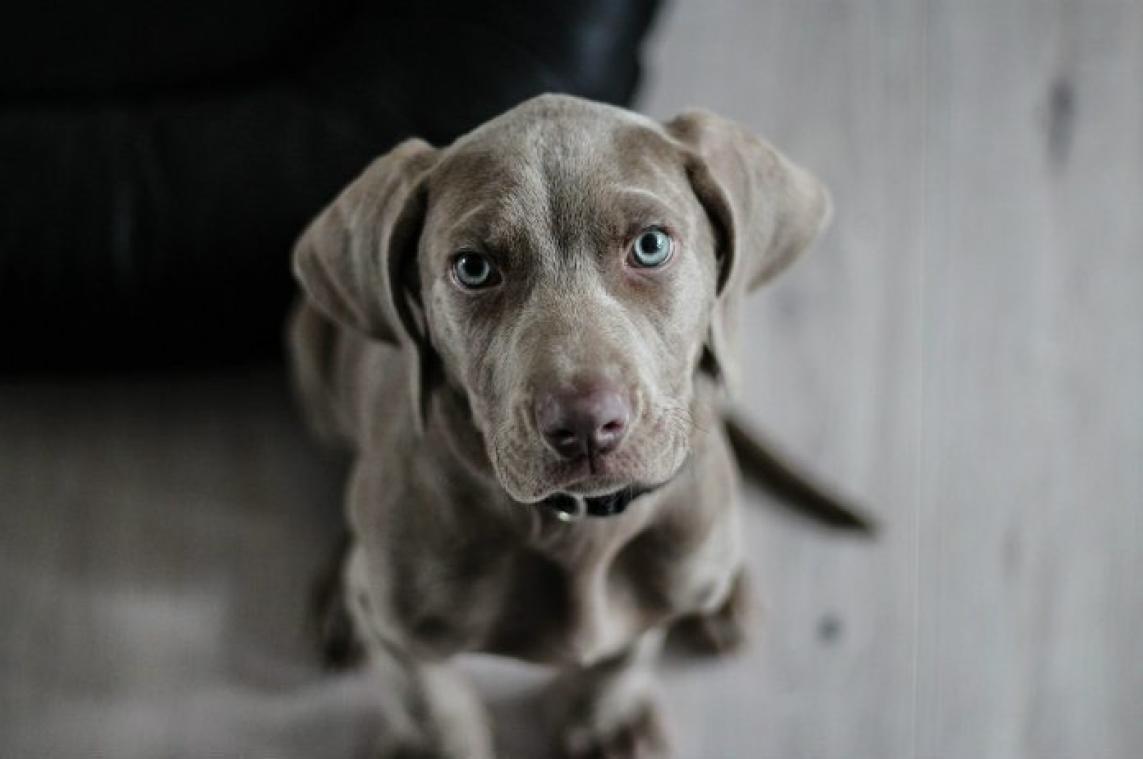 Honden zien aan je gezicht hoe jij je voelt