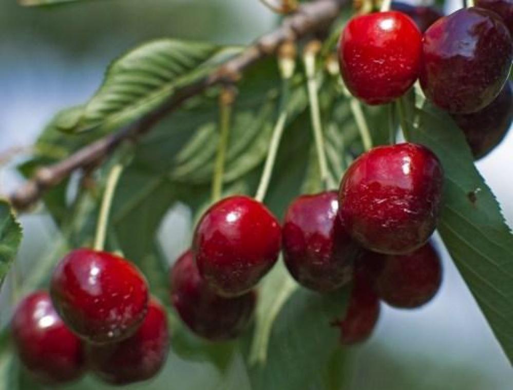 Belgische kersenoogst draait op volle toeren