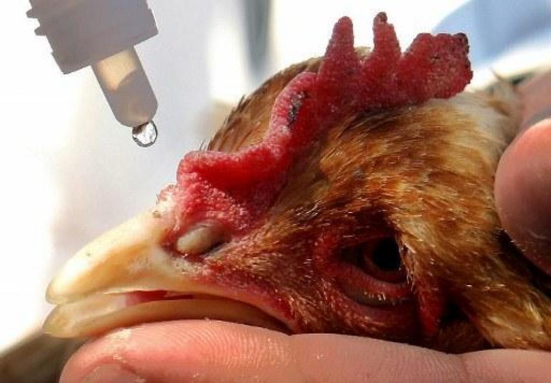 Geval van pseudovogelpest in Villers-la-Ville
