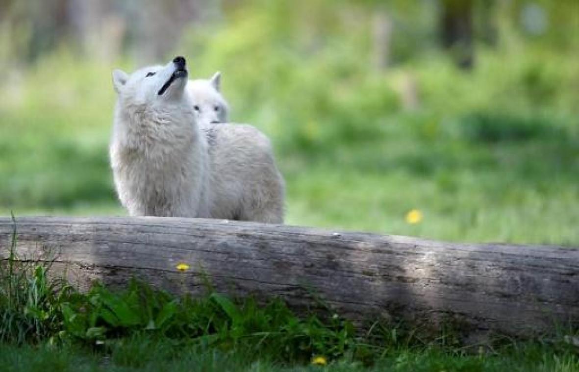 Steeds meer wolven in Frankrijk