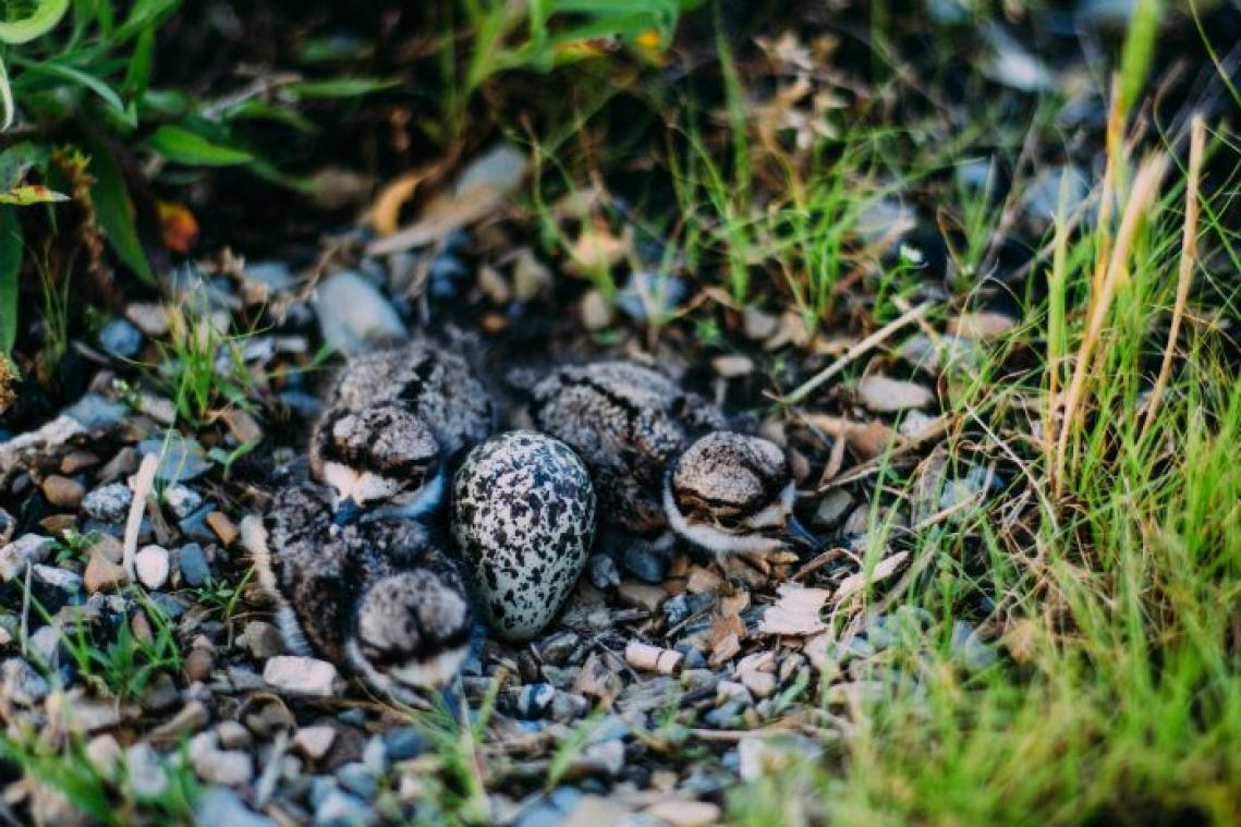 Canadees muziekfestival dreigt geannuleerd te worden vanwege vogelnestje