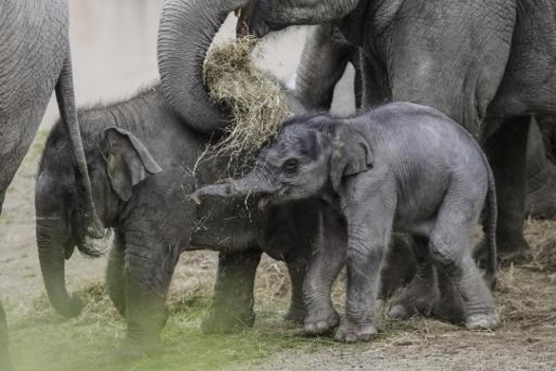 Ook olifantenbaby Tarzen overleden in Planckendael