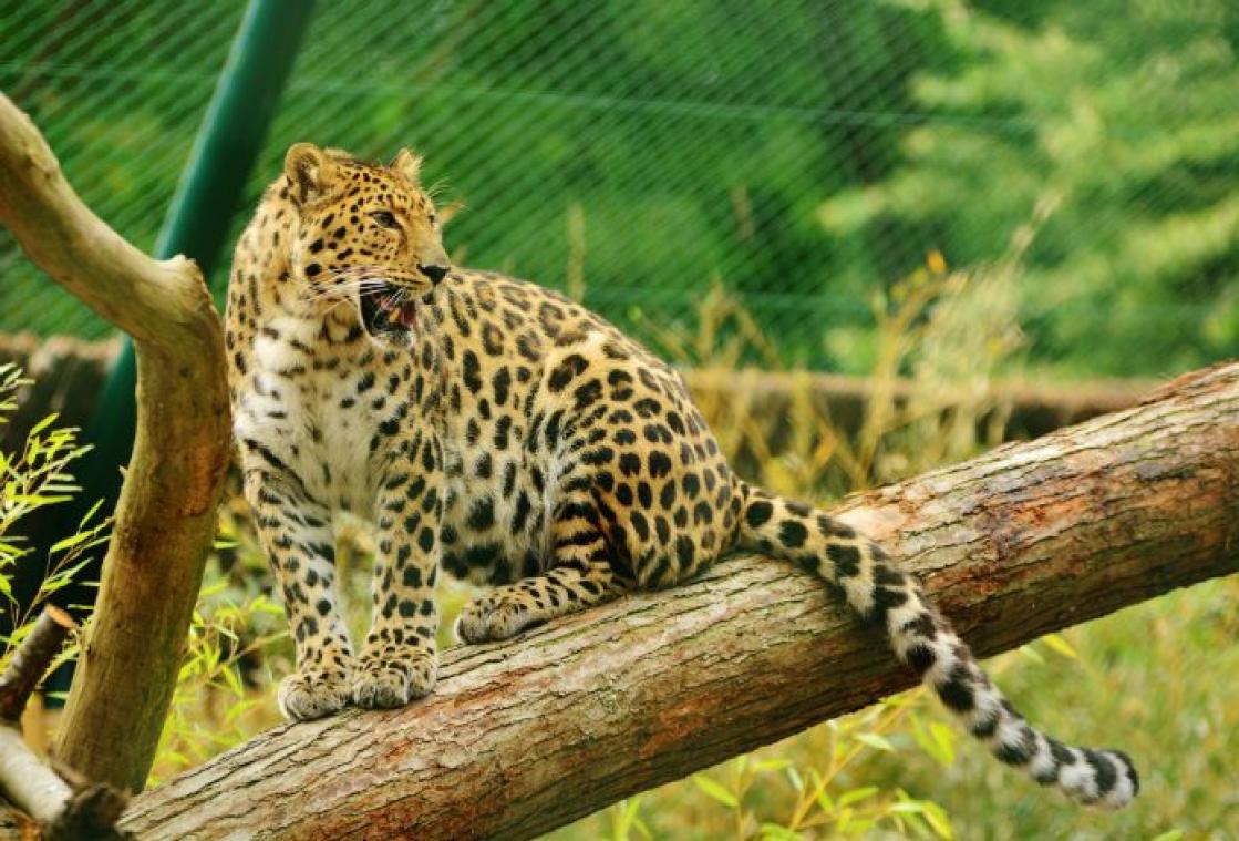 IJslollies verkoelen dieren in zoo