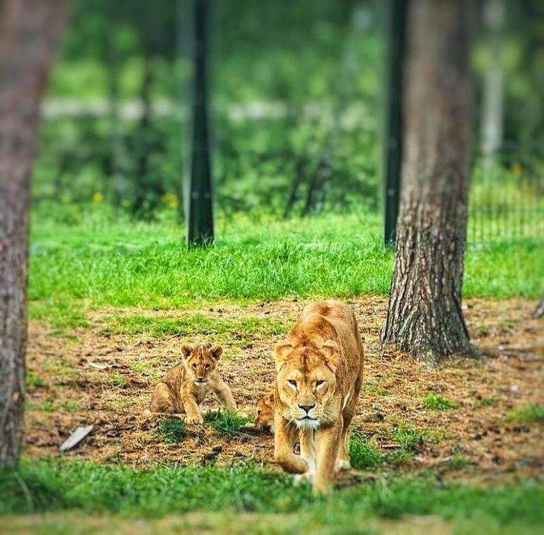 Op safari bij de buren: Metro ging op rangerkamp in de Beekse Bergen