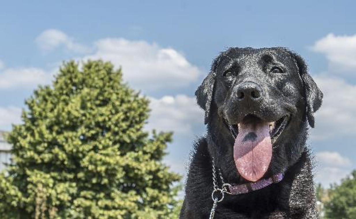'Starling' start nieuwe generatie assistentiehonden in Vlaanderen
