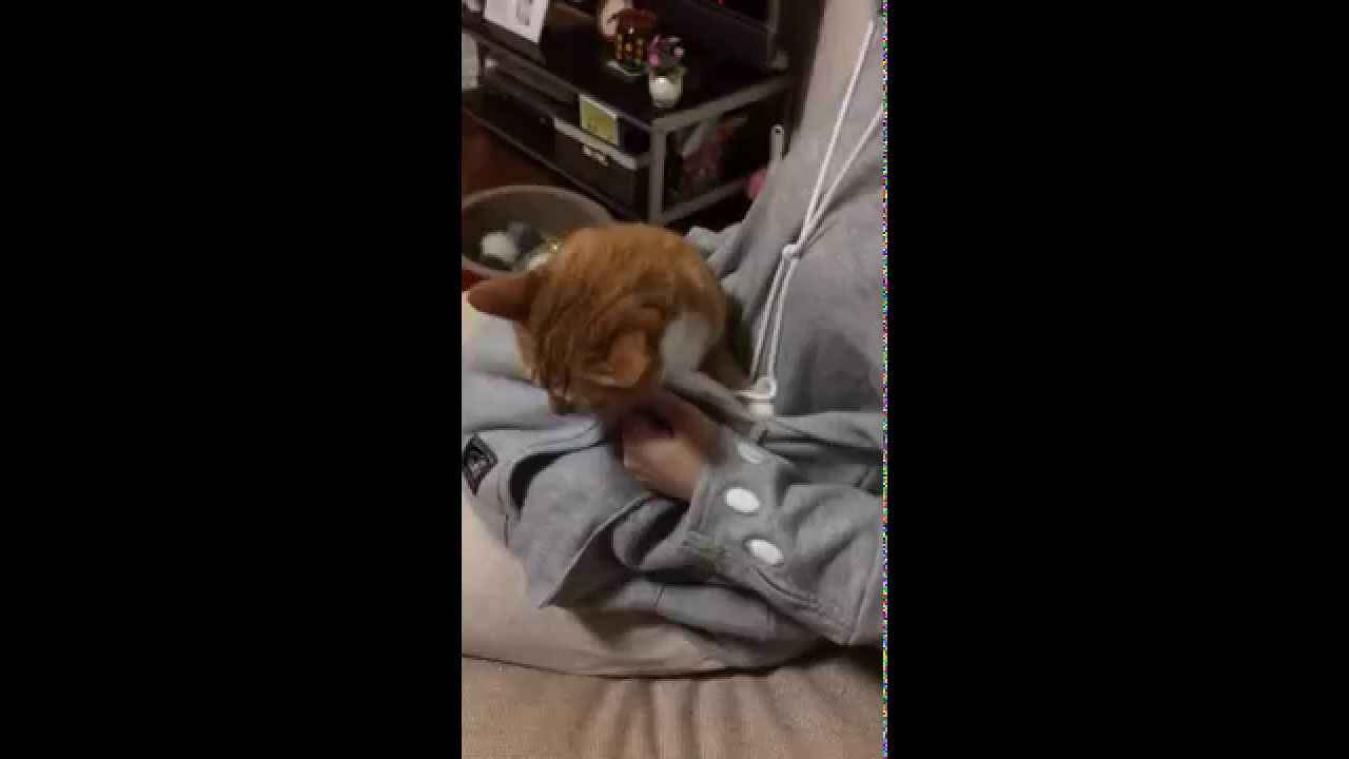 Maak kennis met Mewgaroo: een buideltrui voor jou en je kat