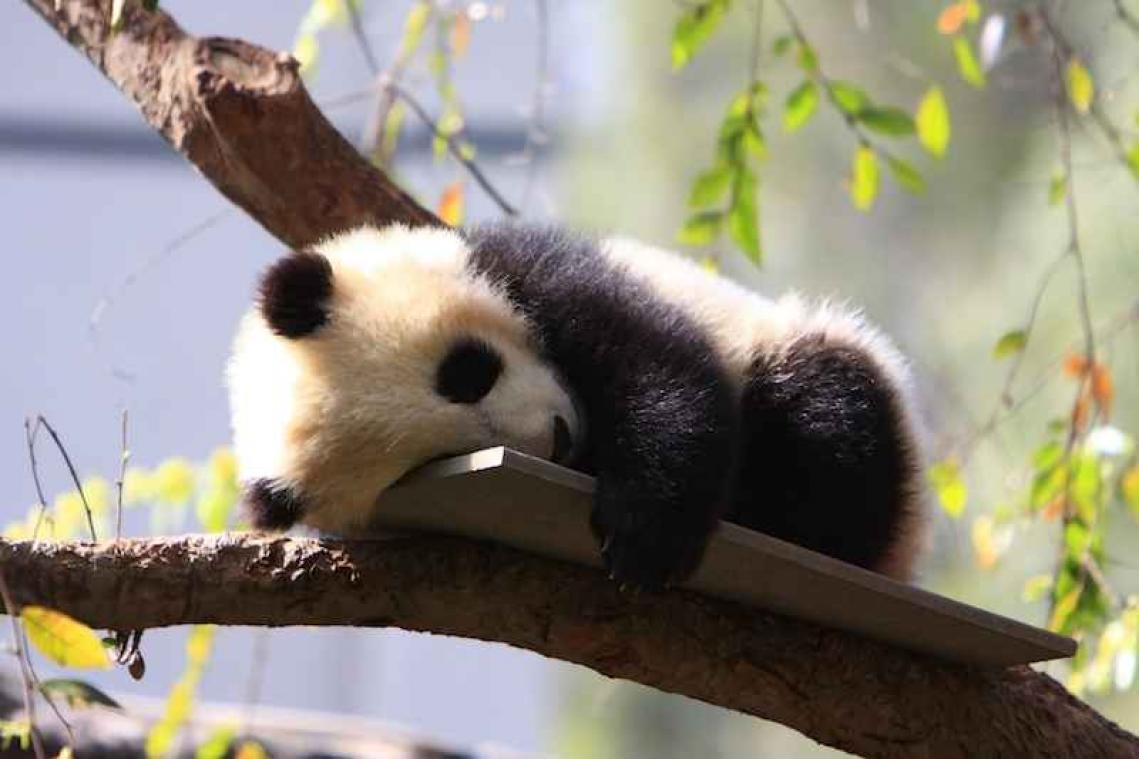 Professionele pandaknuffelaar heeft de pluizigste job van de hele wereld