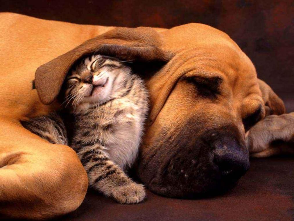 Bewezen: honden geven veel meer om hun baasje dan katten
