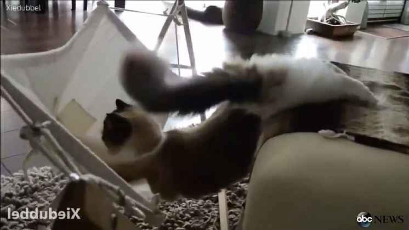 Deze kat plooit zich dubbel om in haar felbegeerde hangmat te liggen
