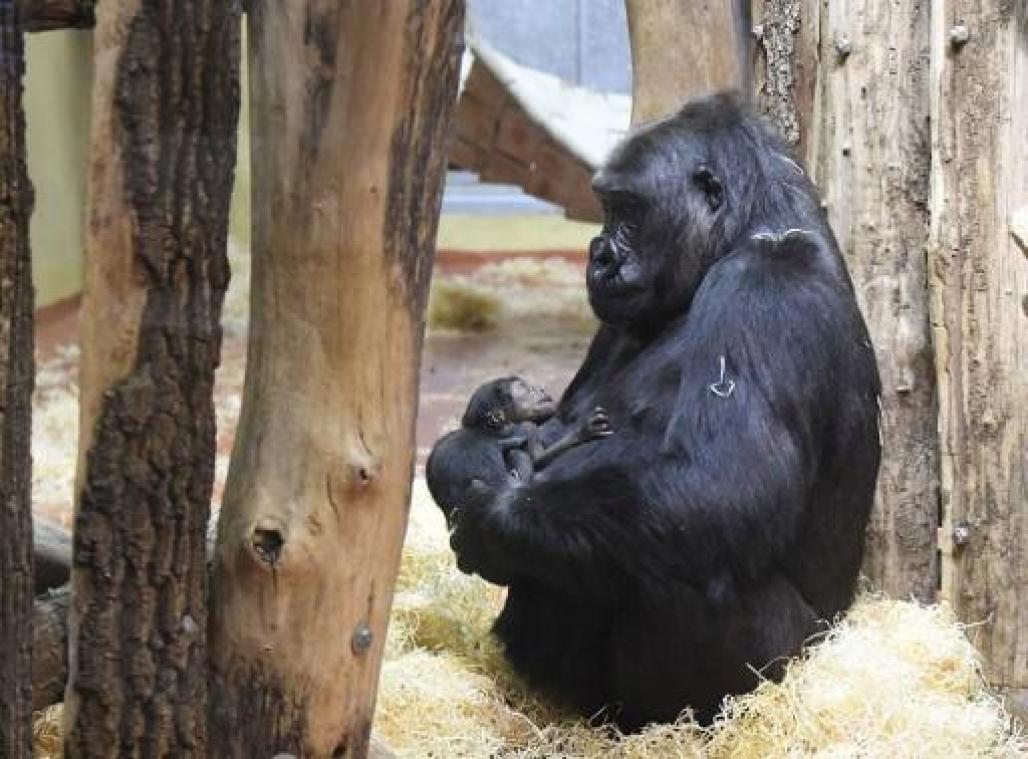 Antwerpse Zoo verwacht zeldzame gorillababy in december