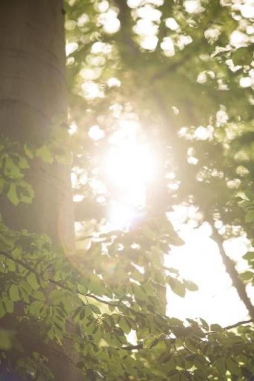 Brandgevaar neemt in heel Vlaanderen toe door droogte