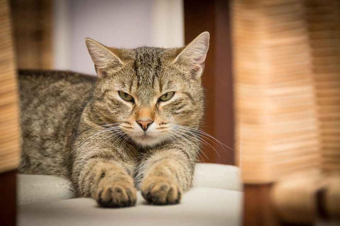 Syndroom van 'cat'-gras: katten zijn grootste vijand