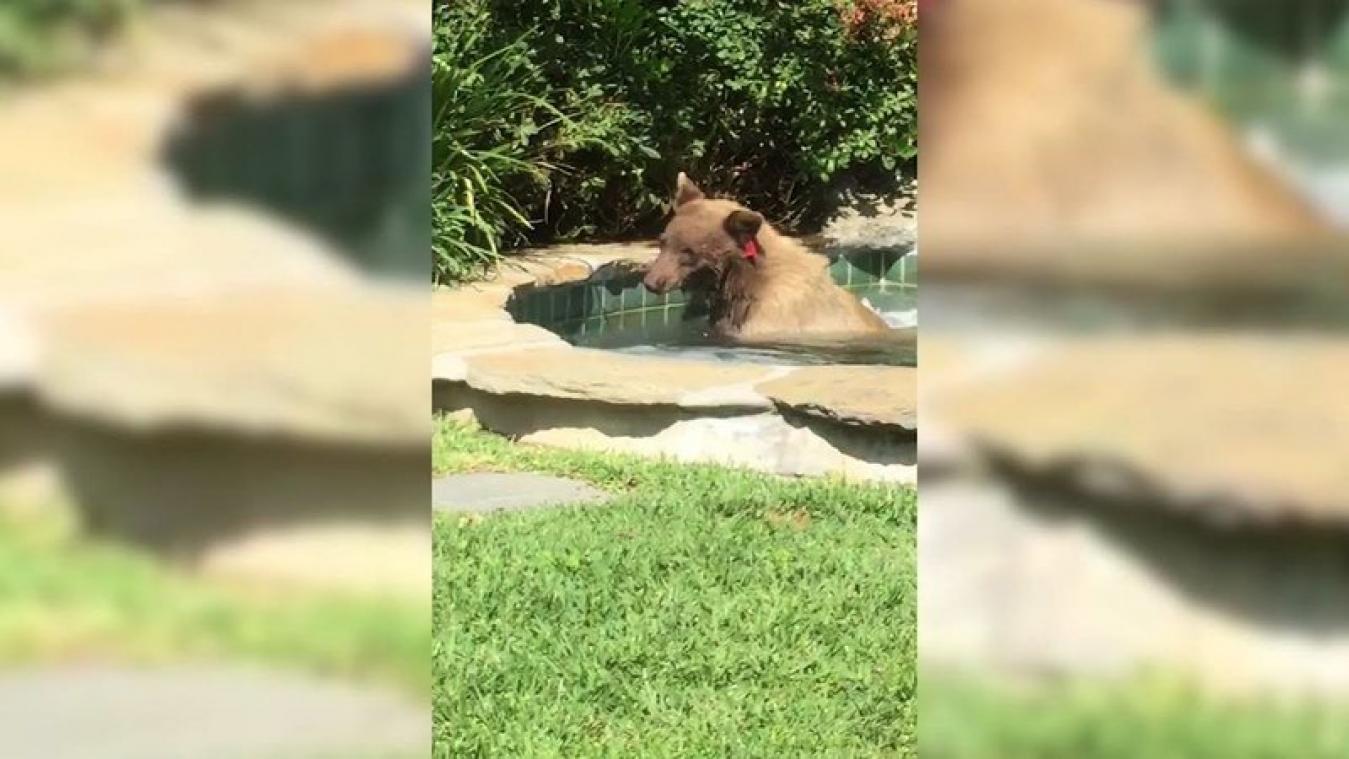 VIDEO. Beer geniet van een verkwikkend bubbelbad in de tuin