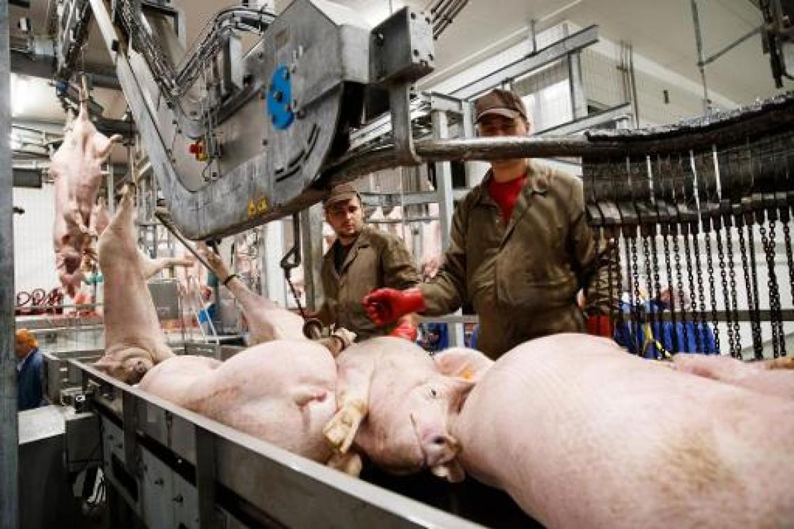 Tientallen Franse dierenrechtenactivisten dringen slachthuis Tielt binnen