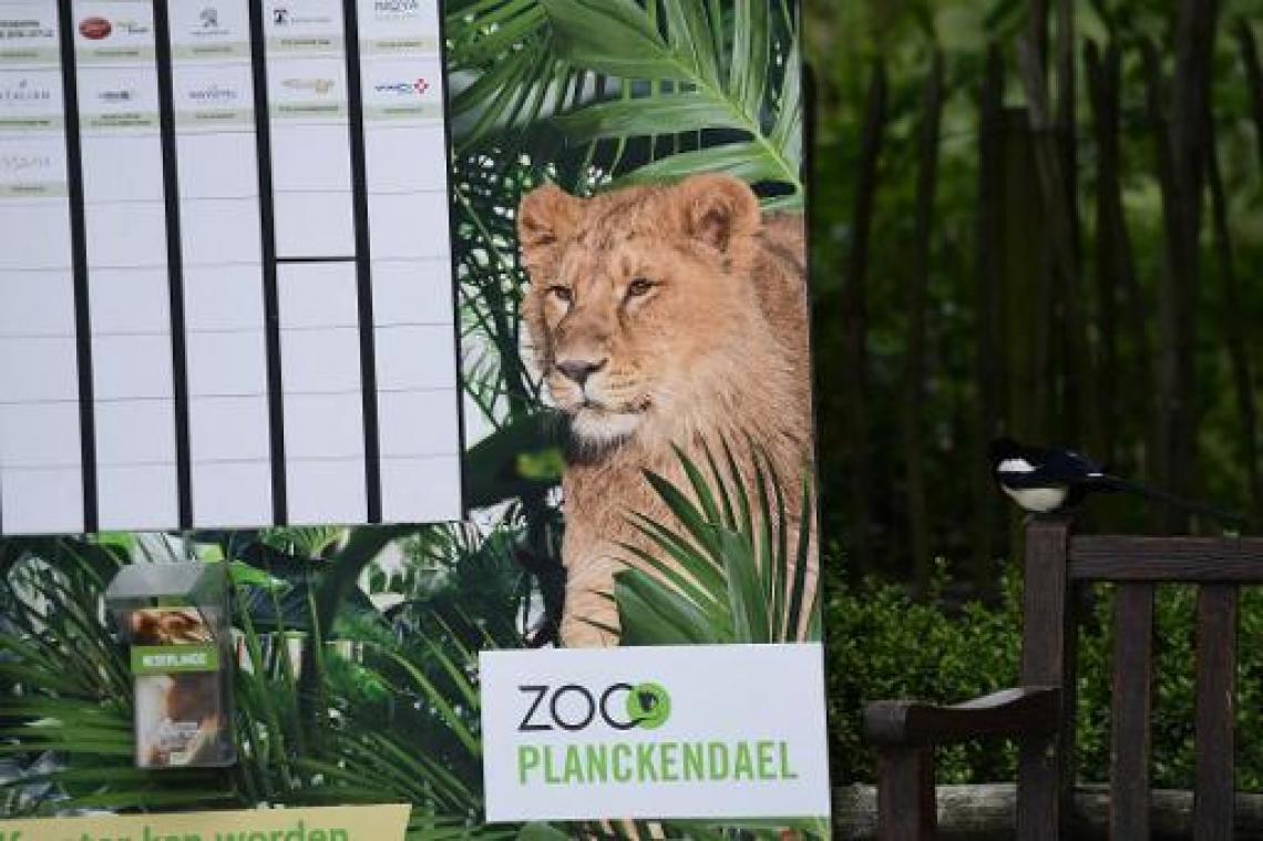 Intern onderzoek bevestigt menselijke fout als oorzaak ontsnapping leeuw