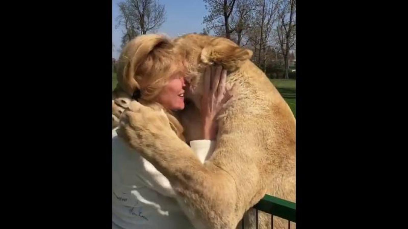VIDEO. Vrouw na 7 jaar herenigd met leeuwen die ze redde van het circus