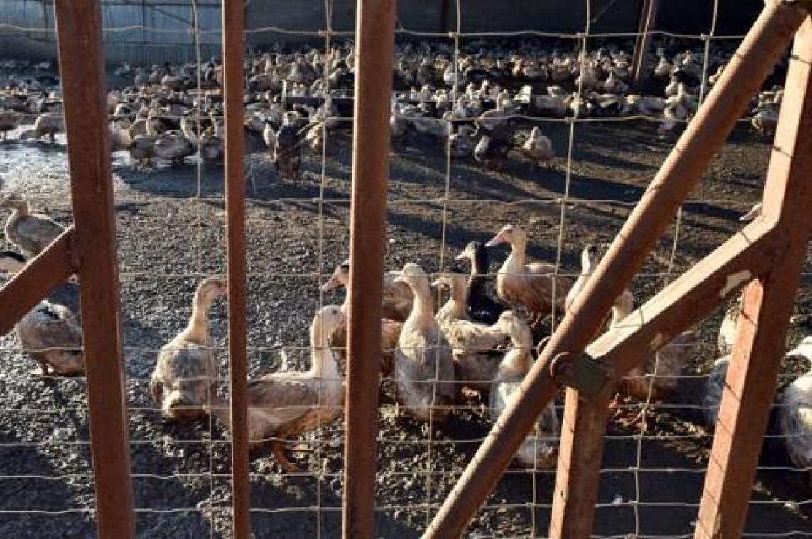 Animal Rights filmt mishandeling van eenden bij Nederlandse fokkerijen