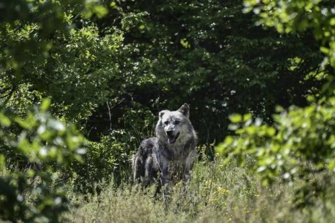 Nederland kreeg in voorjaar zes Duitse wolven op bezoek